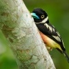 Lobos zlutocerny - Eurylaimus ochromalus - Black-and-yellow Broadbill o7156